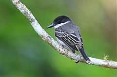 Loggerhead Kingbird